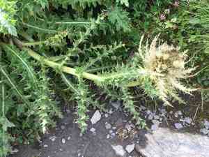 Thorny thistle(Cirsium spinosissimum)
