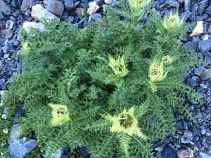 Thorny thistle(Cirsium spinosissimum)