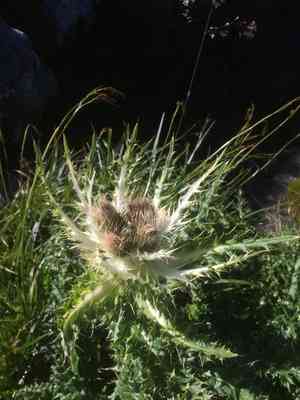 Thorny thistle(Cirsium spinosissimum)