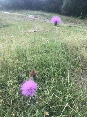 Texas thistle(Cirsium texanum)