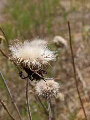 Texas thistle(Cirsium texanum)