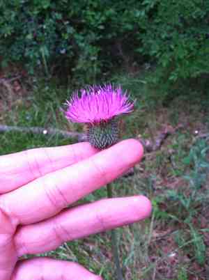 Texas thistle(Cirsium texanum)