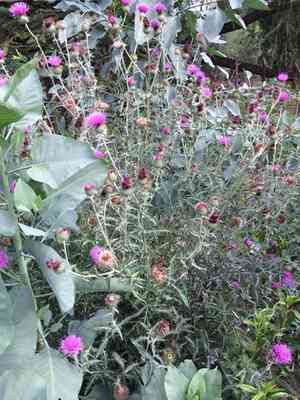 Texas thistle(Cirsium texanum)