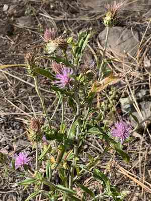 Wheeler's thistle(Cirsium wheeleri)