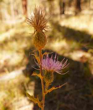 Wheeler's thistle(Cirsium wheeleri)