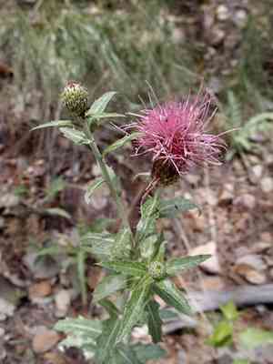 Wheeler's thistle(Cirsium wheeleri)