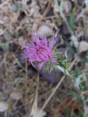 Wheeler's thistle(Cirsium wheeleri)