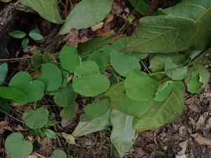Velvetleaf(Cissampelos pareira)