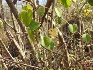 Velvetleaf(Cissampelos pareira)