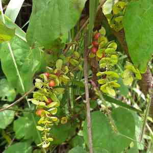 Velvetleaf(Cissampelos pareira)