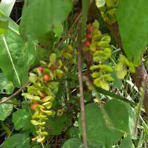 Velvetleaf(Cissampelos pareira)
