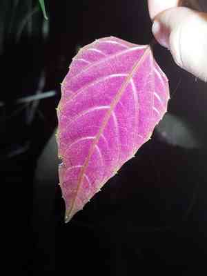 Creeping Treebine(Cissus repens)