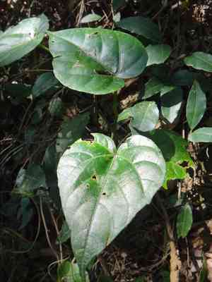 Creeping Treebine(Cissus repens)