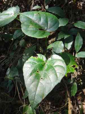 Creeping Treebine(Cissus repens)