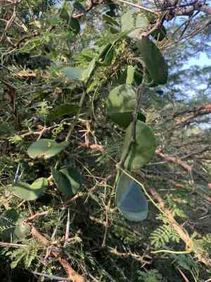 Venezuelan treebine(Cissus rotundifolia)