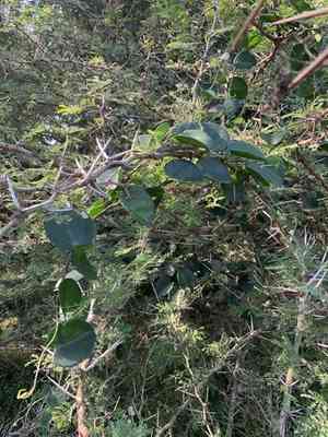 Venezuelan treebine(Cissus rotundifolia)