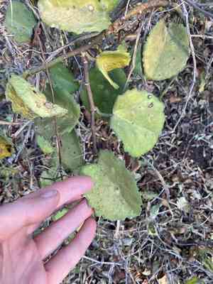 Venezuelan treebine(Cissus rotundifolia)