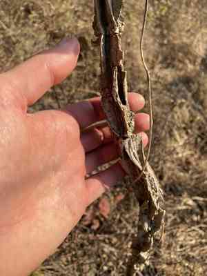 Venezuelan treebine(Cissus rotundifolia)