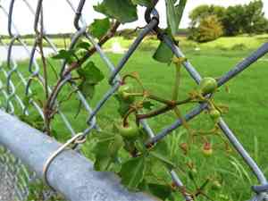 Sorrelvine(Cissus trifoliata)
