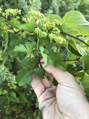 Sorrelvine(Cissus trifoliata)