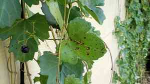 Sorrelvine(Cissus trifoliata)