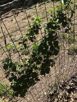 Sorrelvine(Cissus trifoliata)