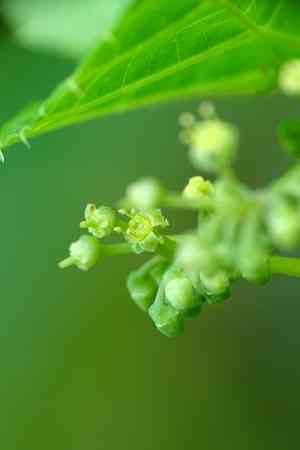 Possum grape(Cissus verticillata)