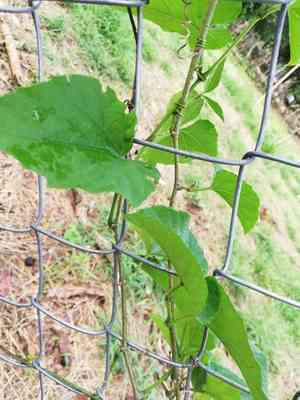 Possum grape(Cissus verticillata)