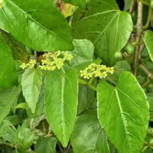 Possum grape(Cissus verticillata)