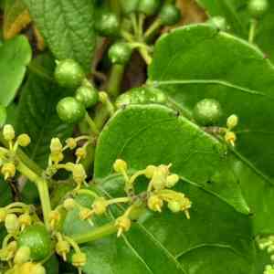 Possum grape(Cissus verticillata)