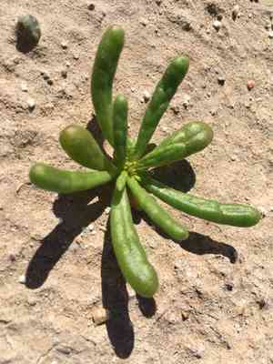 Desert pussypaws(Cistanthe ambigua)