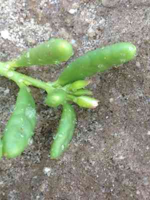 Desert pussypaws(Cistanthe ambigua)