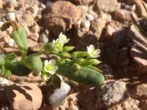 Desert pussypaws(Cistanthe ambigua)