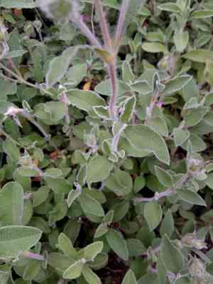 Pink rock-rose(Cistus creticus)