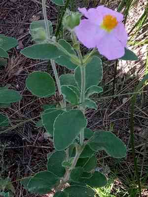 Pink rock-rose(Cistus creticus)