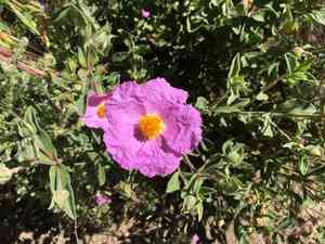 Pink rock-rose(Cistus creticus)
