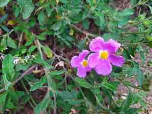 Pink rock-rose(Cistus creticus)