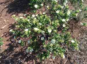 Montpelier cistus(Cistus monspeliensis)