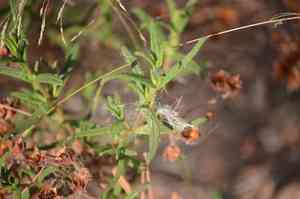 Montpelier cistus(Cistus monspeliensis)