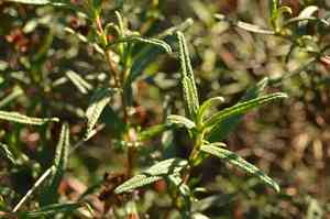 Montpelier cistus(Cistus monspeliensis)