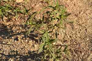 Montpelier cistus(Cistus monspeliensis)
