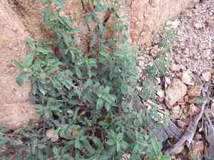Sage-leaved rock-rose(Cistus salviifolius)
