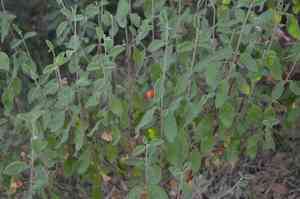 Sage-leaved rock-rose(Cistus salviifolius)