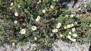 Sage-leaved rock-rose(Cistus salviifolius)