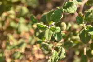 Sage-leaved rock-rose(Cistus salviifolius)