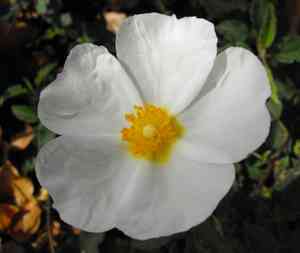 Rock rose (Cistus)(Cistus)