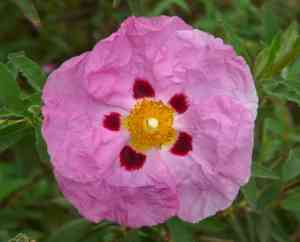 Rock rose (Cistus)(Cistus)