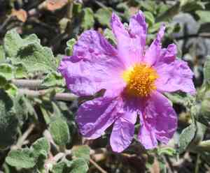 Rock rose (Cistus)(Cistus)