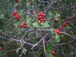 Berlandier's fiddlewood(Citharexylum berlandieri)