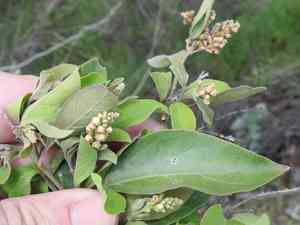 Berlandier's fiddlewood(Citharexylum berlandieri)